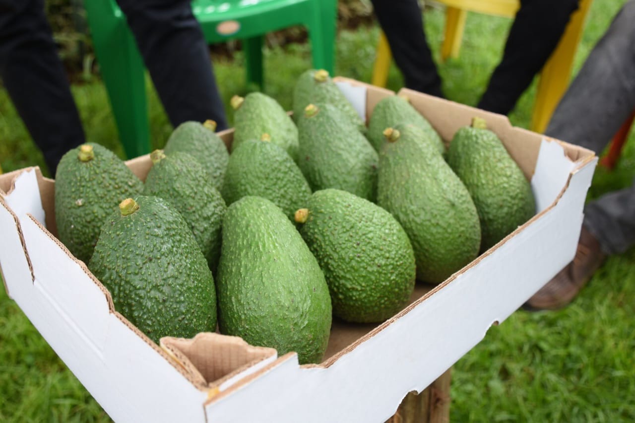 Avocados packed in export box