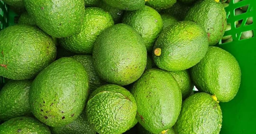 Close-up of fresh green avocados