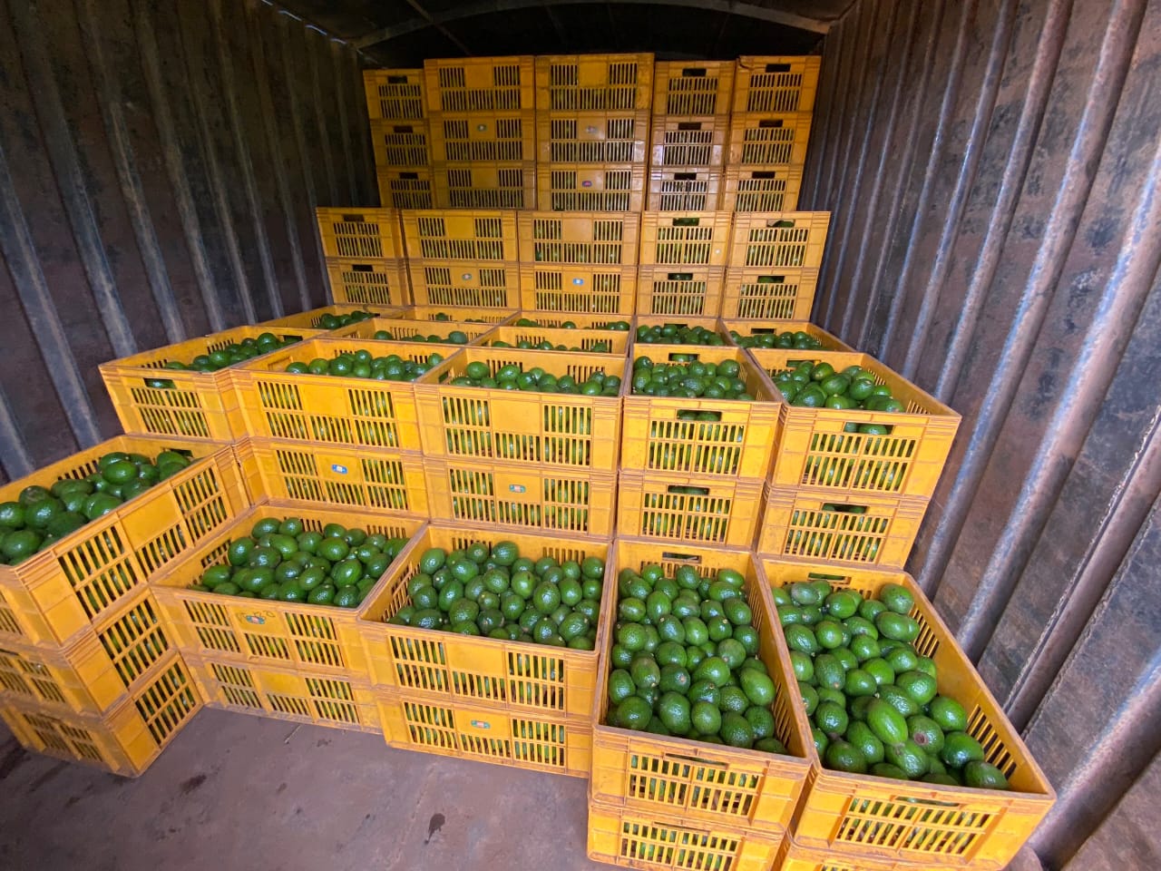 Avocado crates in storage container