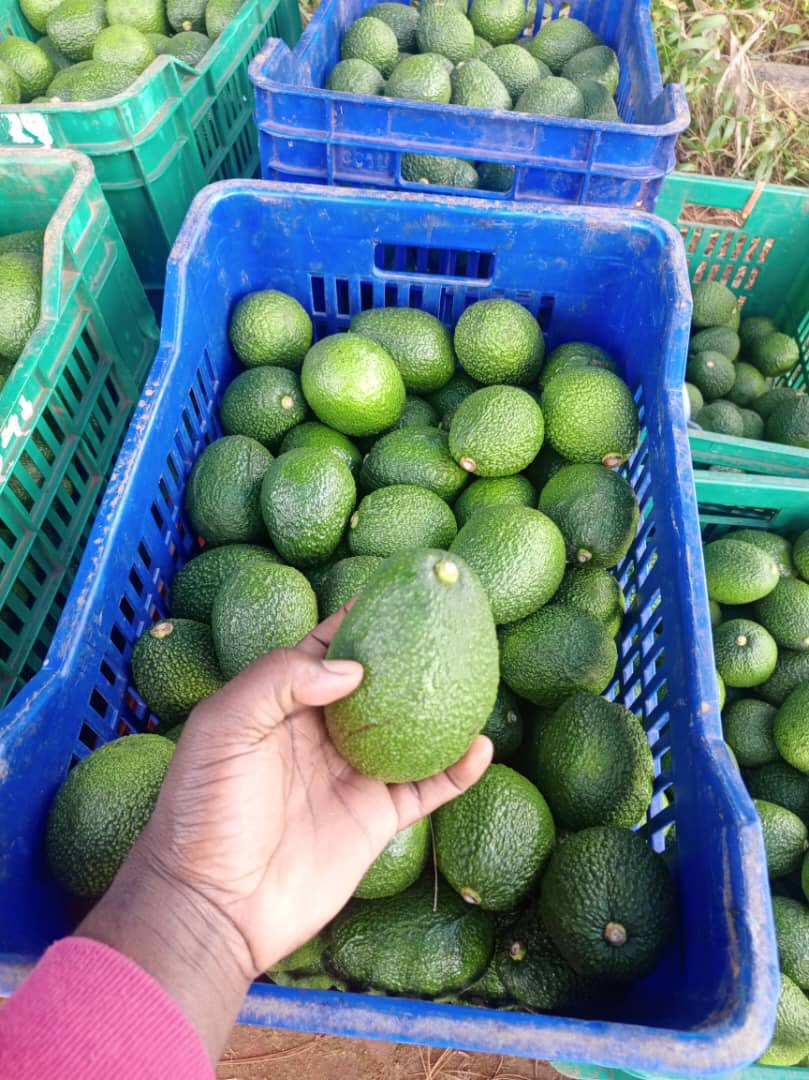 Harvested avocados in crates
