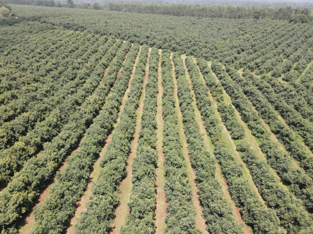 Aerial view of avocado farm