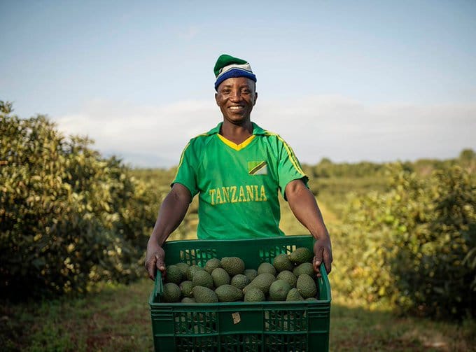 Farmer holding avocado crate in Tanzania