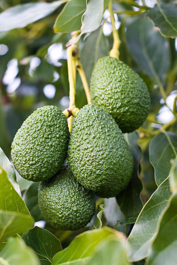 Fresh avocados growing on tree