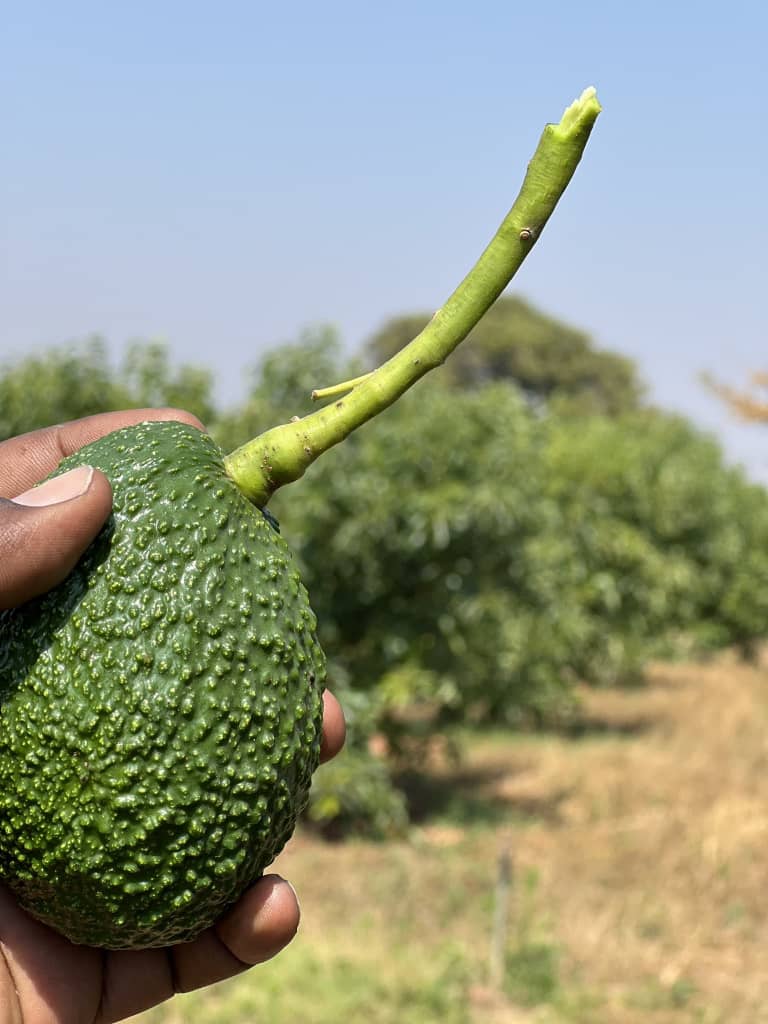 Single avocado freshly picked