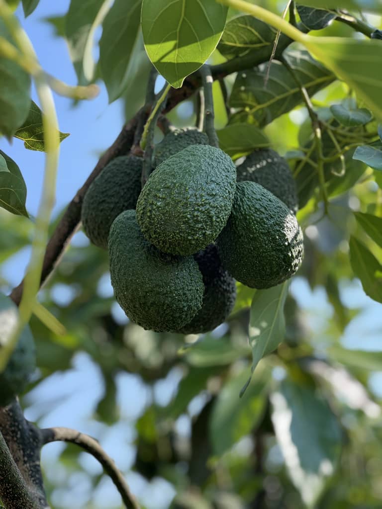 Avocados growing on tree