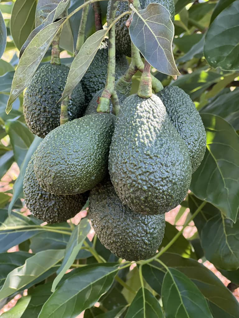 Fresh avocados on the tree