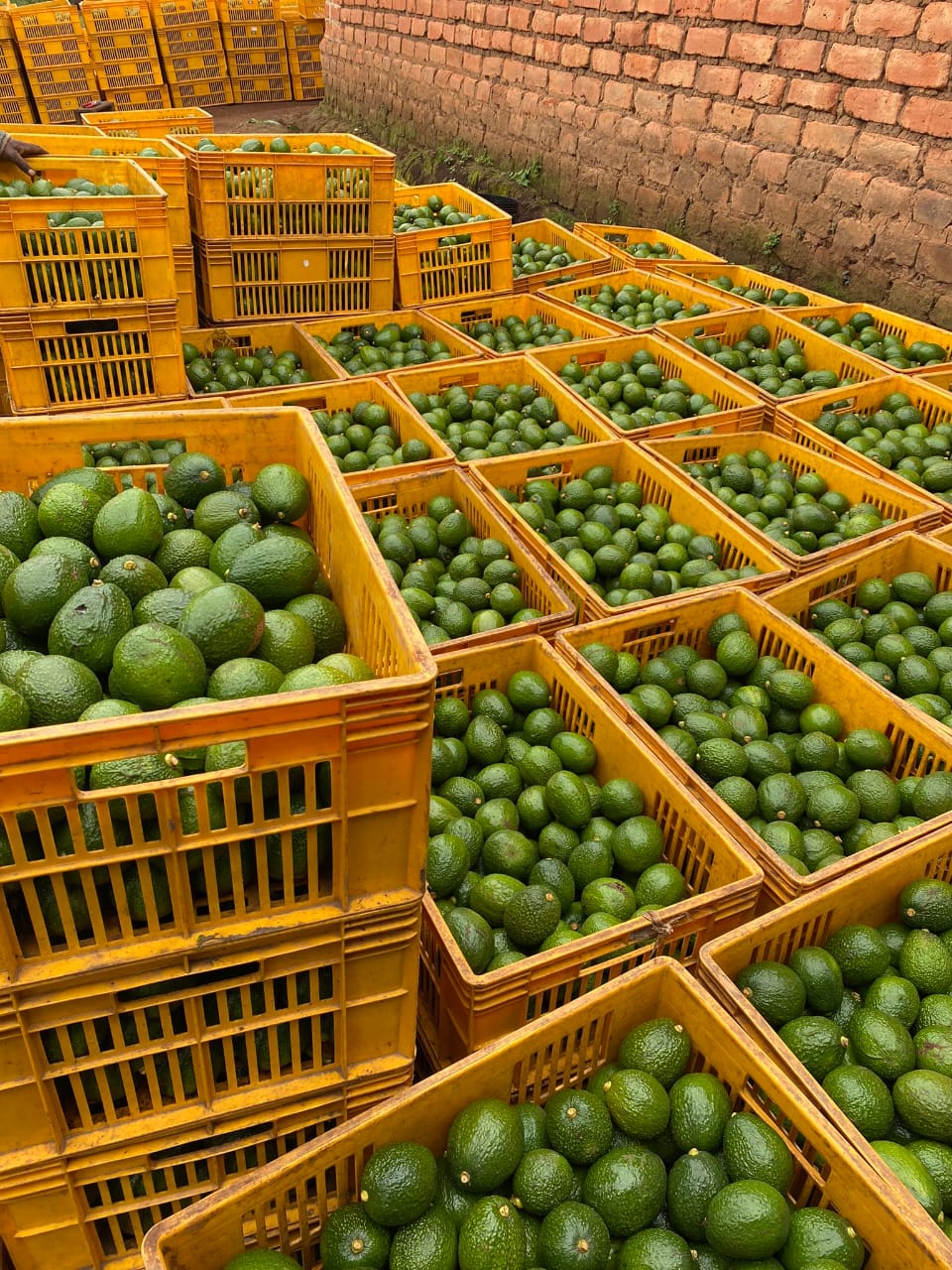 Yellow crates filled with avocados