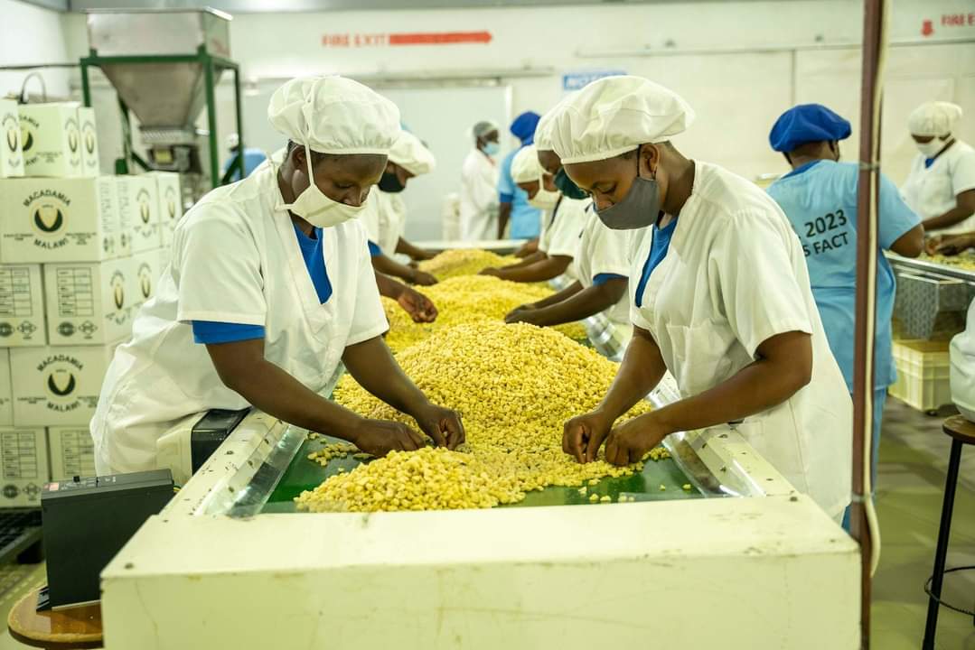 Workers sorting cashews at processing facility