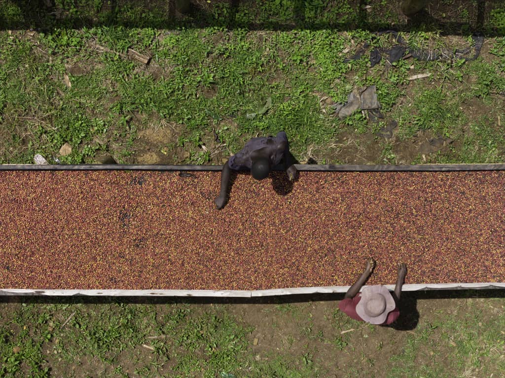 Coffee beans drying on raised beds