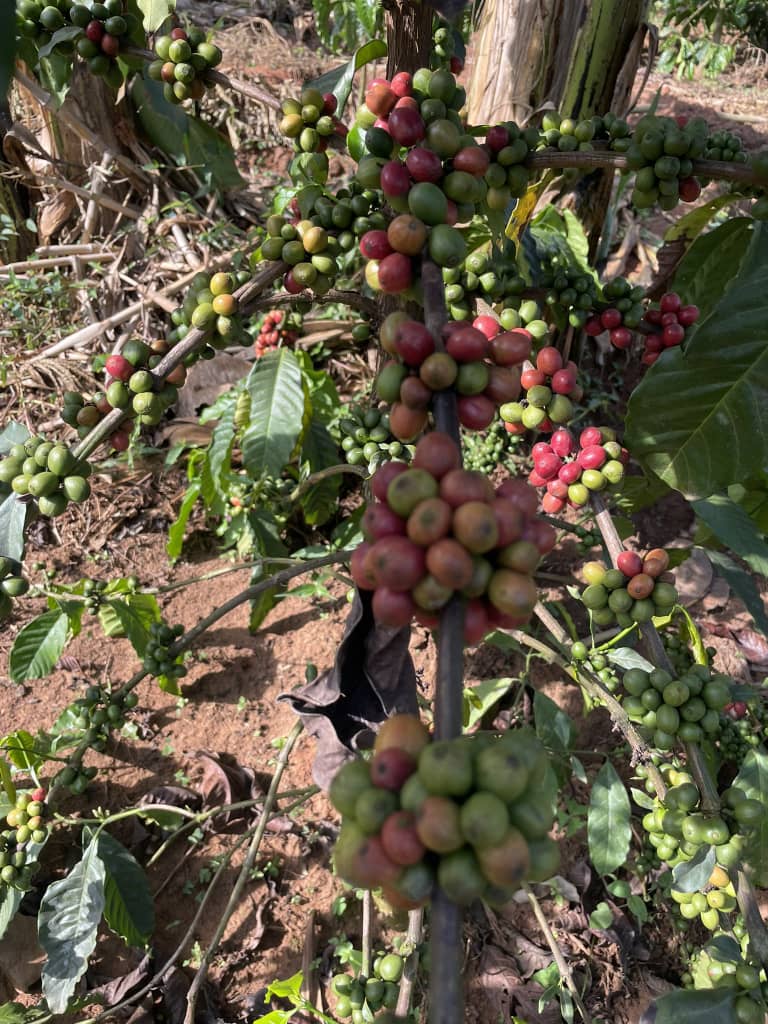 Coffee beans and export presentation