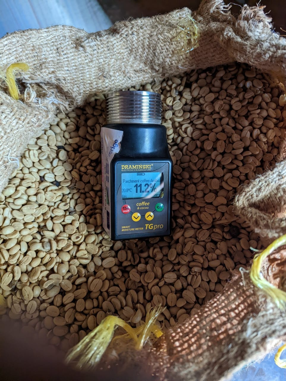 Moisture meter testing coffee beans