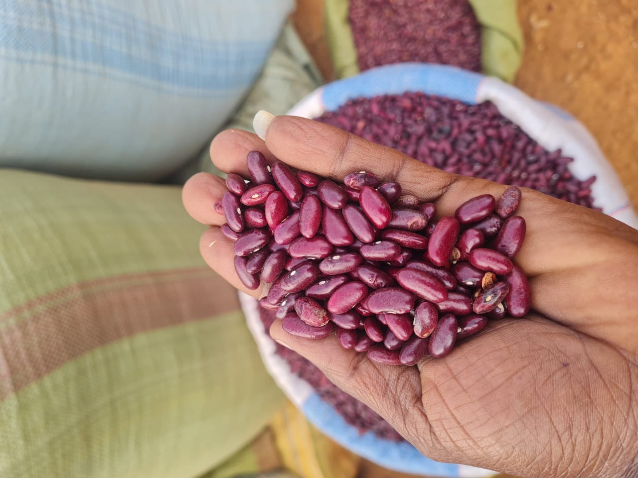 Legumes prepared for bulk export