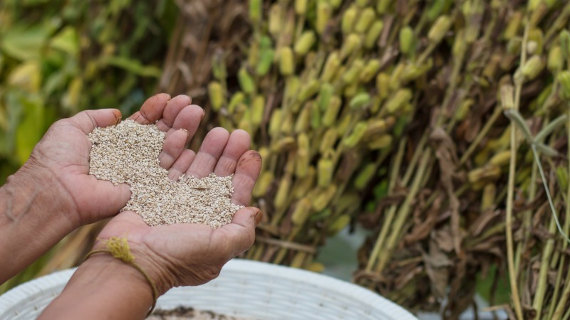 Farmer holding sesame seeds after harvest