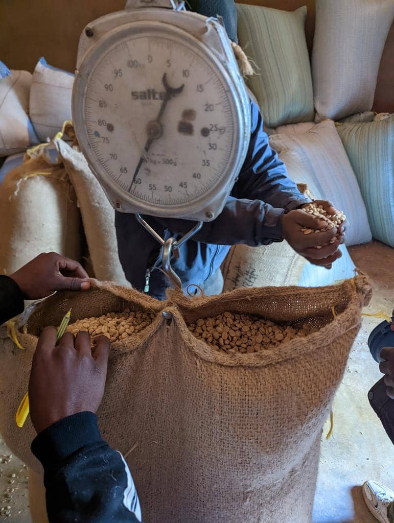 Weighing coffee beans on scale